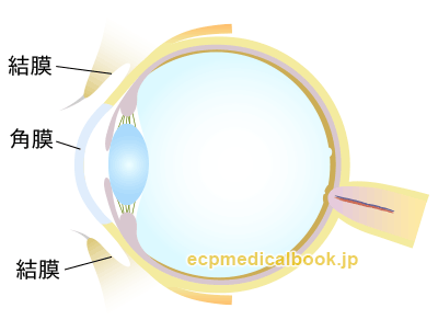 目の水平断面図：結膜