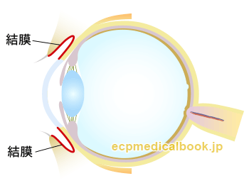 目の断面図：結膜