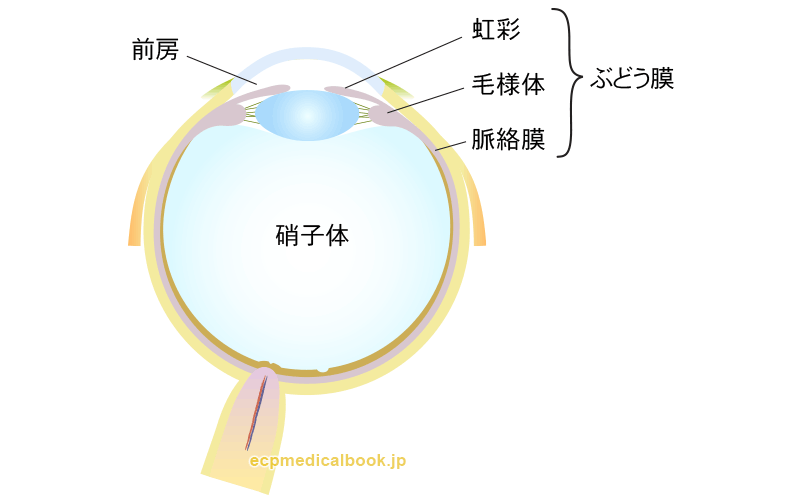 眼の断面：ぶどう膜