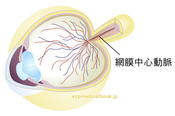 網膜中心動脈の位置