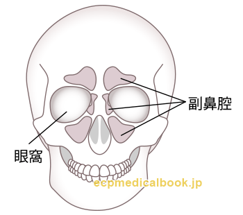 眼窩と副鼻腔