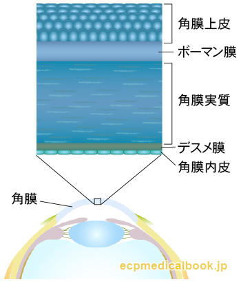 角膜の構造