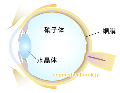 目の断面図：硝子体の位置