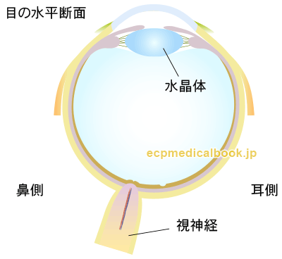 目の水平断面図：水晶体